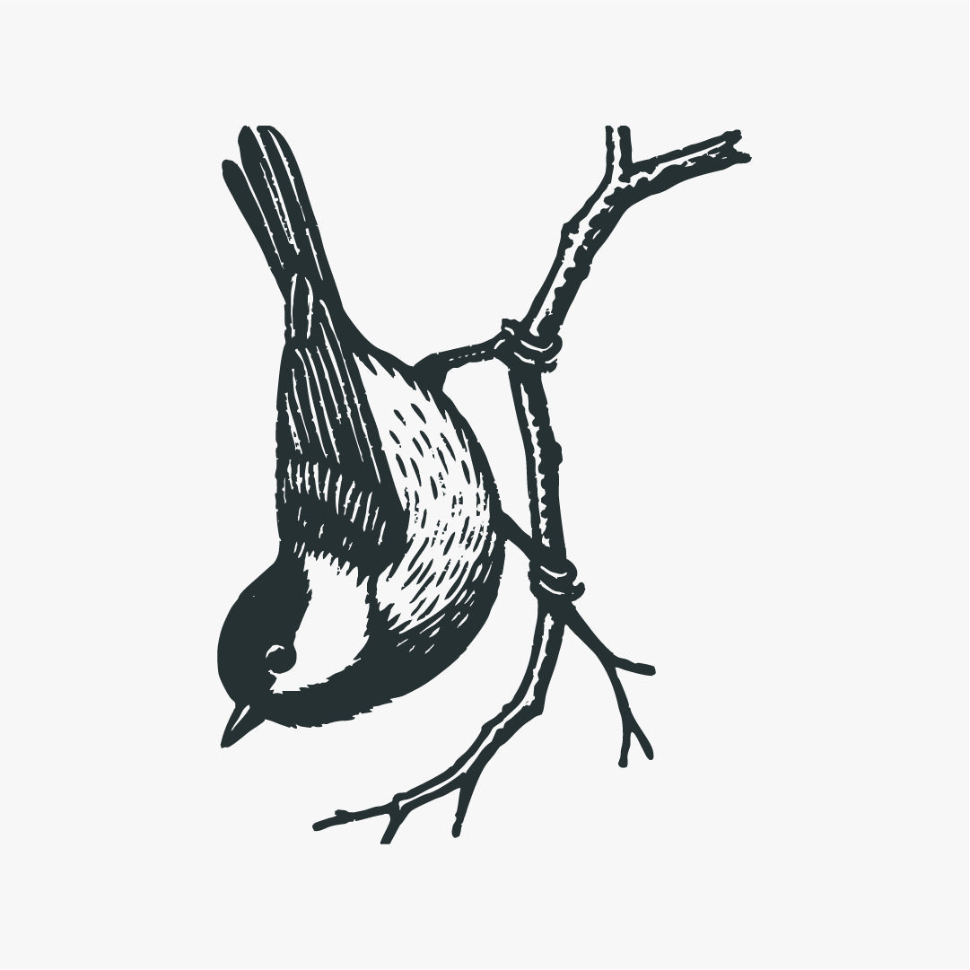 Chickadee On Branch